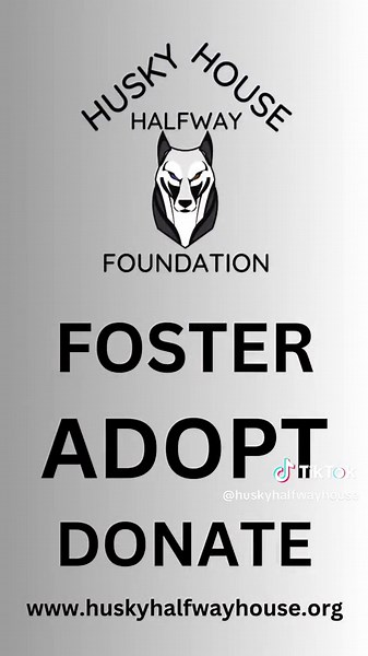 Good morning from our 240 huskies looking for a #ForeverHome 💙 Foster and adopter homes needed, we need 85 adoption until we can get back to rescuing! Thousands of huskies waiting for us to have space for them! When you adopt from us you save 2 lives ! The one in our care and the one we can pull off the euthanasia list in a shelter! We have a lot of transport trips coming up, let your next family member be on one of those trips! #huskyrescue #adoptionsaveslives #talkinghusky #fostersneeded #ado
