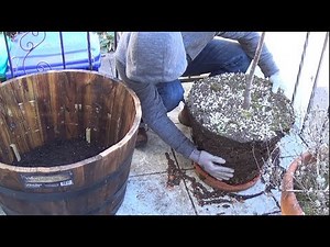 How to Re-Pot a Tree or Bush