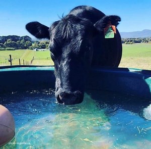 How To Choose The Right Stock Water Trough - Polymaster