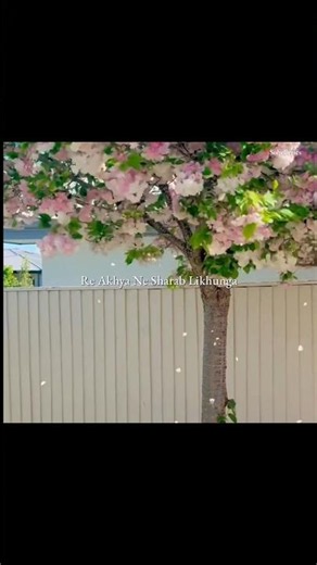 Kitab - MR DUTT Ft. VIPIN FOJI | Aesthetic Lyrics Video#AestheticShorts #LyricsShorts