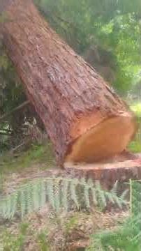 Felling a Redwood tree with a Stihl 500i #newzealand