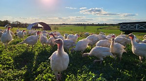 15 New Jersey farms that sell fresh Thanksgiving turkeys