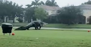 Monstrous Alligator Strolls Florida Golf Course As Hurricane Roars