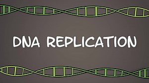 Modelo de Replicación de ADN: Aprende con Amoeba Sisters