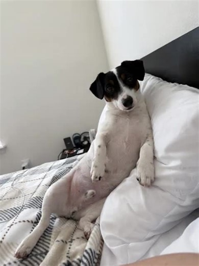 Báilalo Rocky: Adorable Dancing Dog Video