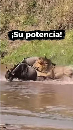 ¡León vs Ñu una Cacería Brutal en el Agua! 🦁#wildlife #shorts