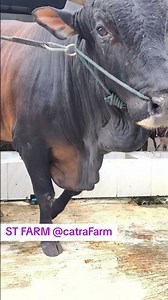 Brahman cross cattle Target 1 Ton