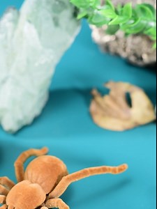 Watch spider how to work? on Amazon Live