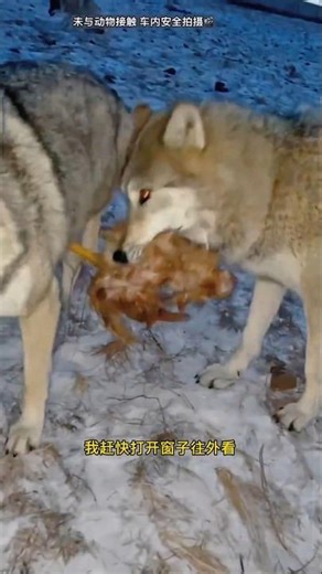 गाड़ी में भेड़िए घुस गए 😱|| Carriage house wooden artist || #cartoon #shortsvideo