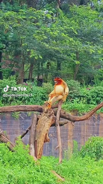 Funny Monkey Videos That Will Make You Laugh