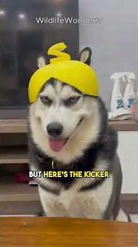 The Most Dramatic Dog Ever? Meet the Majestic Husky! #Husky #SiberianHusky