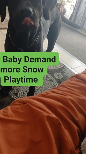 Shane the #labradane is demanding to go back outside to play 🐶🌳🏃‍♂️🌟 #labrador #furbaby #animallover #snowday #doglover #snowdog #snow #snowstorm | Jada Atkins