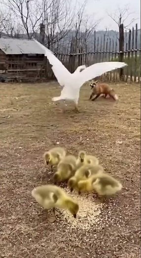 After Effects must have keyframes selected from one layer in order to export them as text.