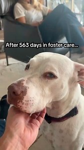 In July 2024, Lyla left local animal control after being seized from a home with 10 other dogs. She had originally been adopted from our rescue in July 2022 — so when she needed us again, we took her back without hesitation. 🩷 Lyla waited patiently to be adopted… but what she really needed was someone who would never let her go. After 563 days in foster care, that day is finally here. Today, Lyla is officially HOME — foster failed by the family who loved her all along! 🏡🐾💖 This is why foster