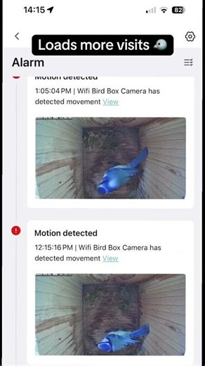 Bird box update. Days 39 & 40 🐦#bird #nature #gardenbirdwatch #gardenlife #birdlife