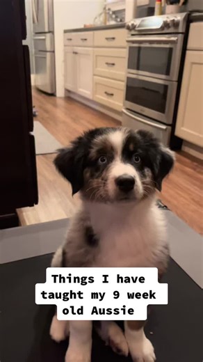 She is so smart! #dogsoftiktok #dogsoftiktokviral #aussie #australianshepherd #doggo #viralpuppy #trainingdogs