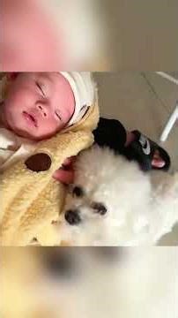 The Dog Who Tried to Help