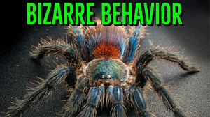 2.1K views · 100 reactions | If your tarantula is acting strange DON'T WORRY! Tarantulas do some weird things sometimes. Let's count down the TOP 10 WEIRD Behaviors your tarantula may exhibit and discuss what it means and what you should do! Watch the ENTIRE video here: https://youtu.be/IOl2oACMNuU SUBSCRIBE to see more helpful videos about keeping tarantulas: https://goo.gl/UAySKx | The Tarantula Collective | Facebook