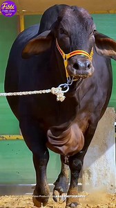 Magic moment in the field🔥 Aik aur ‎Bomb Bachri😍💣💣 #MashaAllah ❤ ‎ ‎FIBBI CATTLE FARM ❤️ ‎APNA HAI ‎ | Pakistan cow mandi