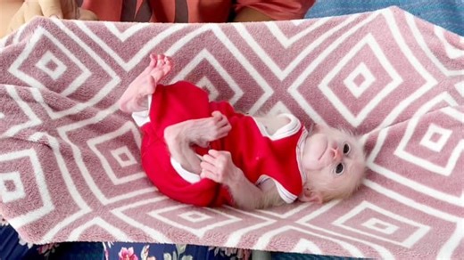 Mom C0mfort Lil NB Lolo To Nappping On Babiiii Hammock First Time In Life | Cute Baby Monkey