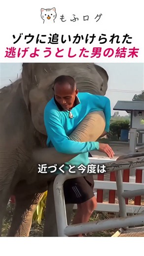 保護されたゾウが飼育員にべったりになった理由
