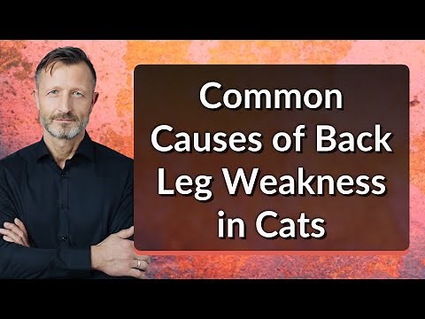 Common Causes of Back Leg Weakness in Cats