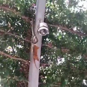 The times when pythons hunt are too spectacular | Animal Home