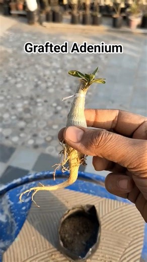 ⭐ Repotting Small Grafted Adenium | New Sprouting Visible 🌱🌺
