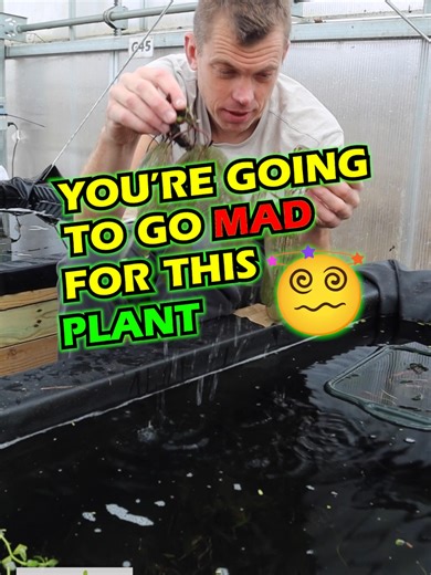 Discover the Madagascar Lace Plant for Your Aquarium