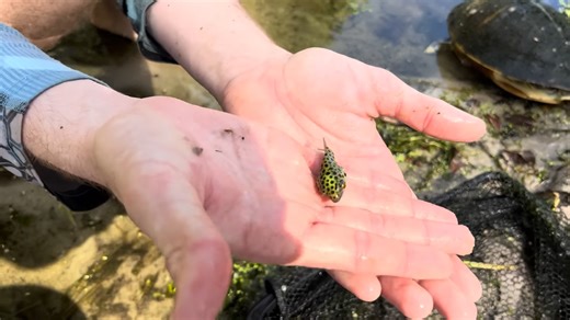 Netting rare exotic fish for my tank