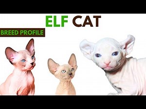 Elf Cat Breed Profile History - Traits - Price - Elf Cat Grooming Needs - Lifespan