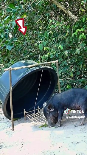 Making rudimentary traps to trap wild boar #wildanimal #wildpig #creativeboartrap #buildboartrap #wildboar #pig #wildboartrapping #animaltrap #pigtrap #wildtrap02