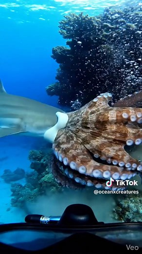 Giant Pacific Octopus vs. Reef Shark: Epic Underwater Battle