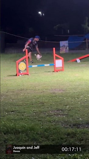 Jack Russel Terrier AGILITY PERFORMANCE