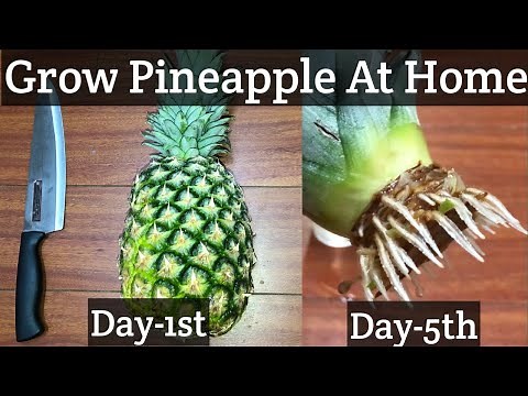 How to Grow a pineapple from the top | Grow pineapple indoors