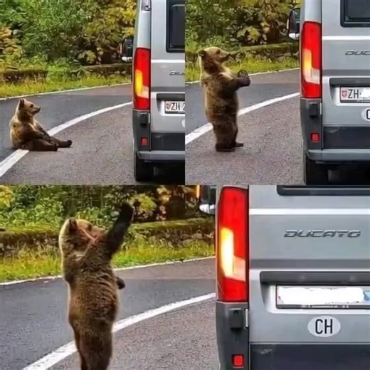A man was driving home in his car when a bear stopped the vehicle. unexpected response 1 second later…Vidеo 👇 | Animals