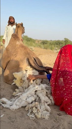 عنايةٌ صحراويةٌ بالأوتان | الفلاح يهيّئ الراحة بتدفئة مهدها