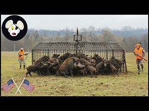 Manitoba's Battle With The Beast: A Documentary Journey Into Wild Boar Hunting