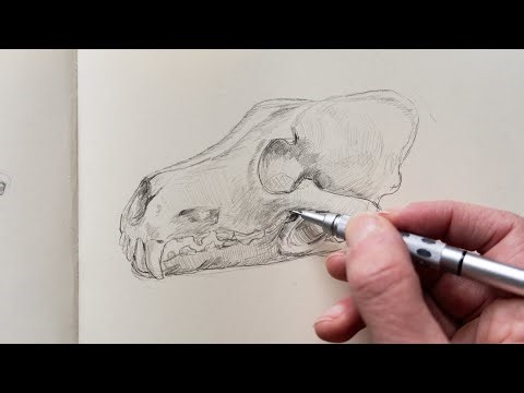 Drawing a Wolf Skull Step by Step (No Talking)