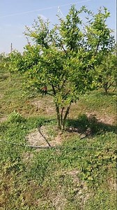 Smart Pomegranate Agriculture with Soil Charger Technology #dripirrigation #krishiedition #agritech