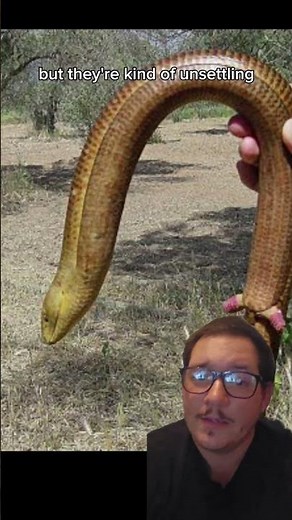 Legless lizards are a diverse group #animalfacts #leglesslizard