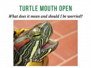 Turtle Mouth Open: What does it mean and should I be worried? - TurtleHolic