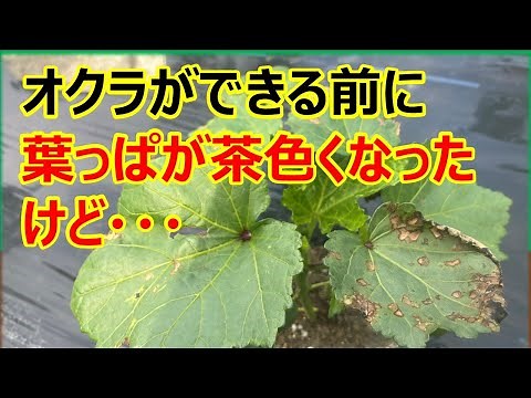 安心してください！大丈夫です！【葉枯細菌病】オクラの収穫前にでる病気 #オクラ栽培 #家庭菜園 #初心者向け