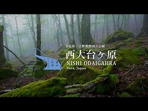奈良県・吉野熊野国立公園「西大台ケ原」公式プロモーション（春夏編）