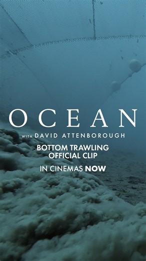 Blue Marine Foundation | EXPOSED: Never seen before footage reveals the catastrophic impacts caused by bottom trawling “Bottom trawling is still allowed in many... | Instagram