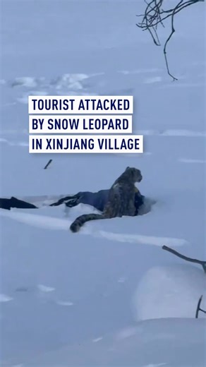 A tourist was attacked by a snow leopard in a village in Koktokay Town, located in northwest China’s Xinjiang Uygur Autonomous Region. The incident occurred while the woman was returning to her hotel with two friends after visiting the Koktokay ski resort. A video circulating online shows the woman lying in a snow-covered field, with a snow leopard sitting nearby. She was later escorted to a local hospital for treatment. She’s currently in stable conditions. Further details surrounding the incid