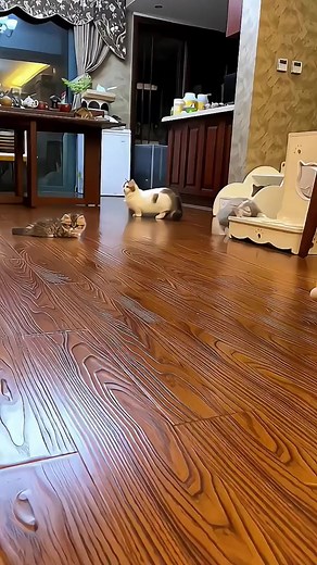 😍 #cat | Cat Addicted