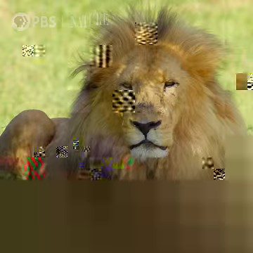 490K views · 3.6K reactions | Why do male lions have manes? [VID:...