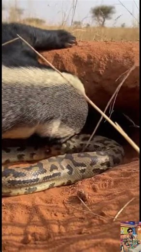 Honey Badger vs Python Inside Burrow Raw Real Time Wildlife Ambush