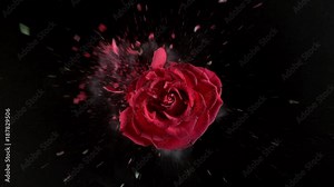 Red rose flower exploding in super slow motion, shot with Phantom Flex 4K